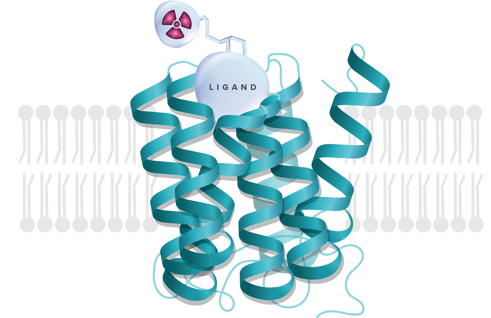 small-molecule radiopharmaceutical targeting GPCR