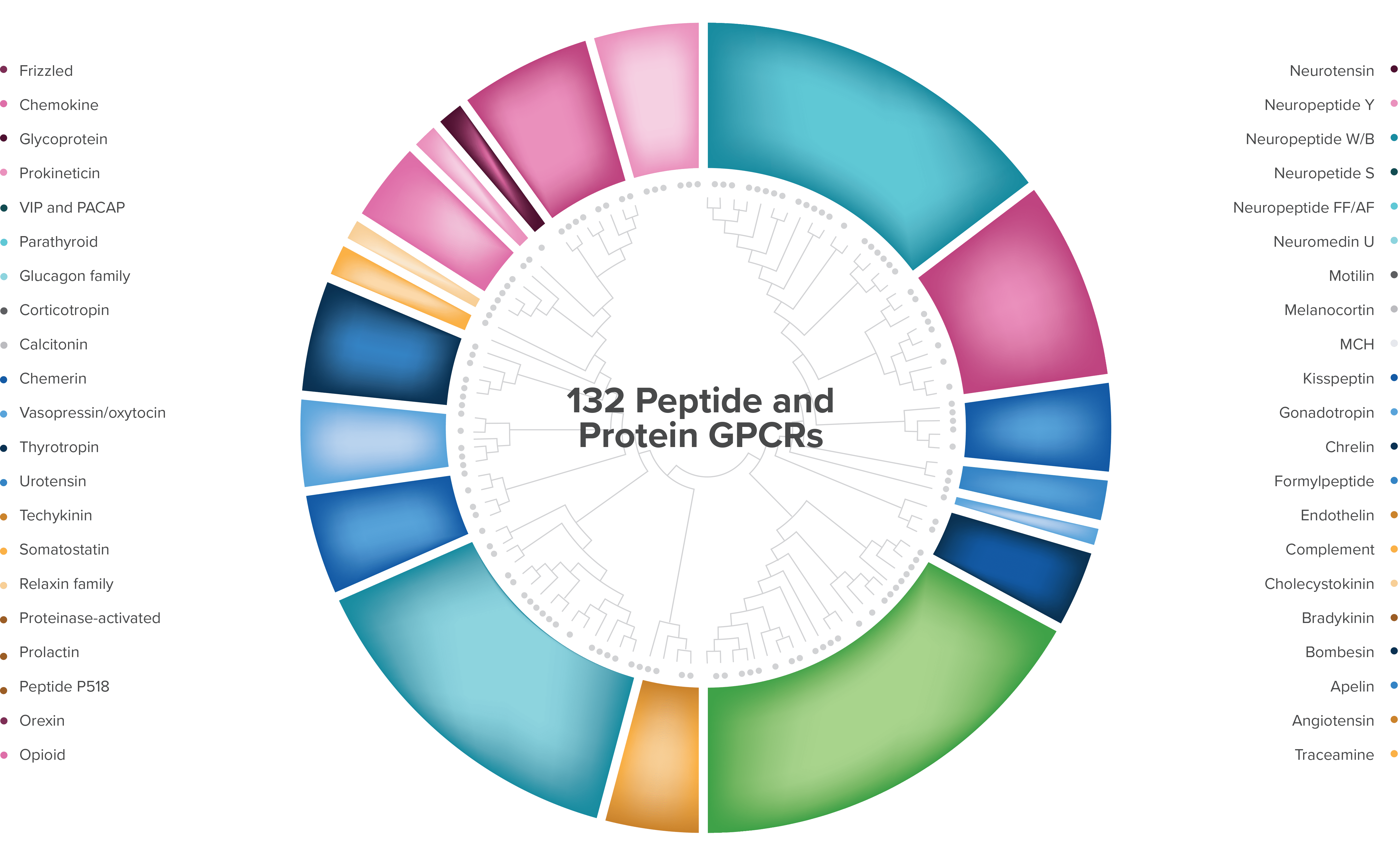 GPCR family tree showing 132 peptide and protein GPCRs